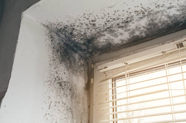 Affordable Mold Removal solutions in Harrisburg, IL
