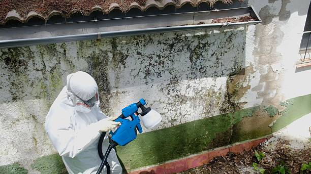 Top rated local Mold Removal specialists in Harrisburg, IL